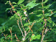 currant (Ribes spathianum)